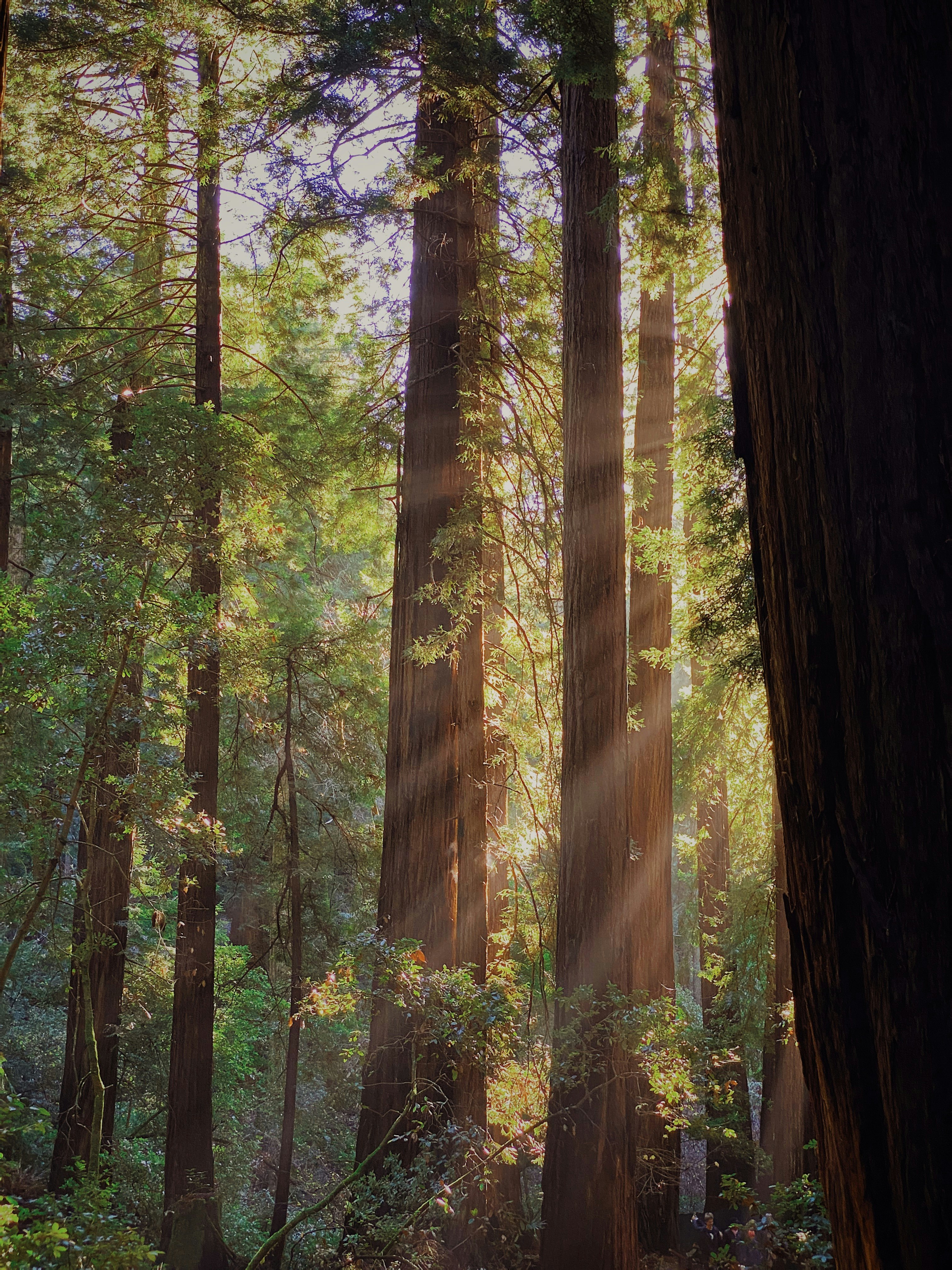 green-leafed forest trees with sun rays